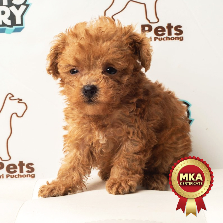 MKA Tiny Poodle Puppy (Female) For Sale