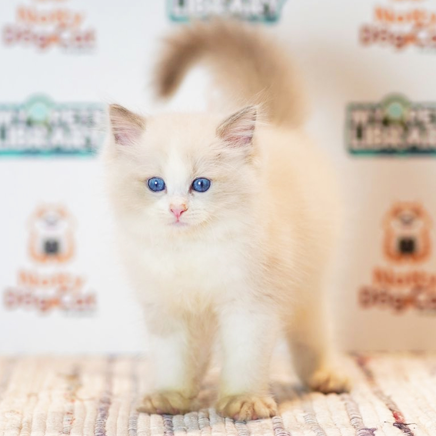 Ragdoll Kitten (Male) For Sale