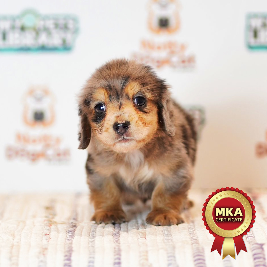 MKA Miniature Longcoat Dachshund Puppy (Male) For Sale