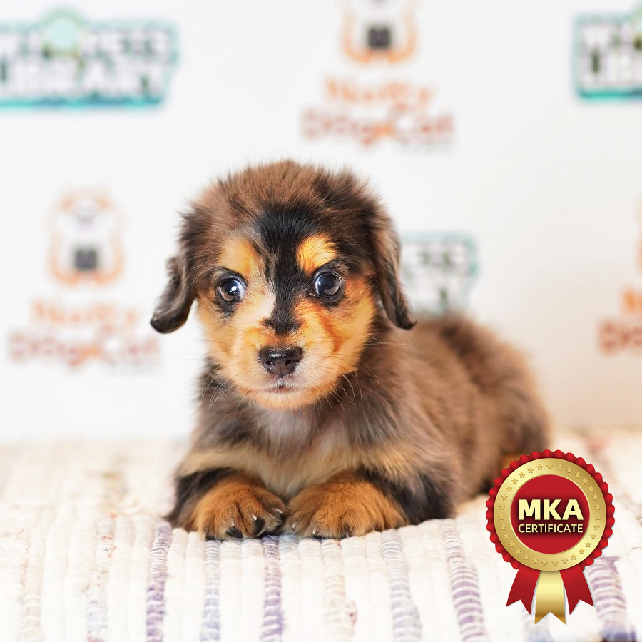 MKA Miniature Longcoat Dachshund Puppy (Male) For Sale