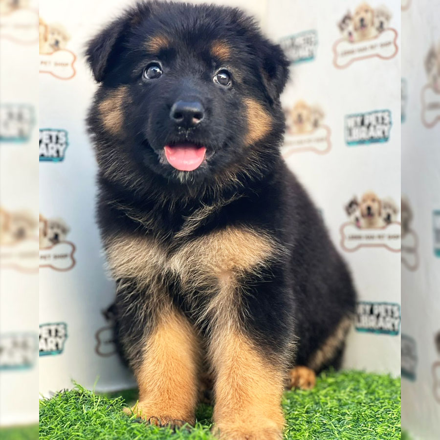 German Shepherd Puppy (Female) For Sale