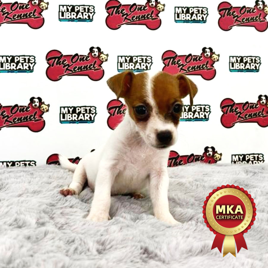 MKA Jack Russell Puppy (Male) For Sale