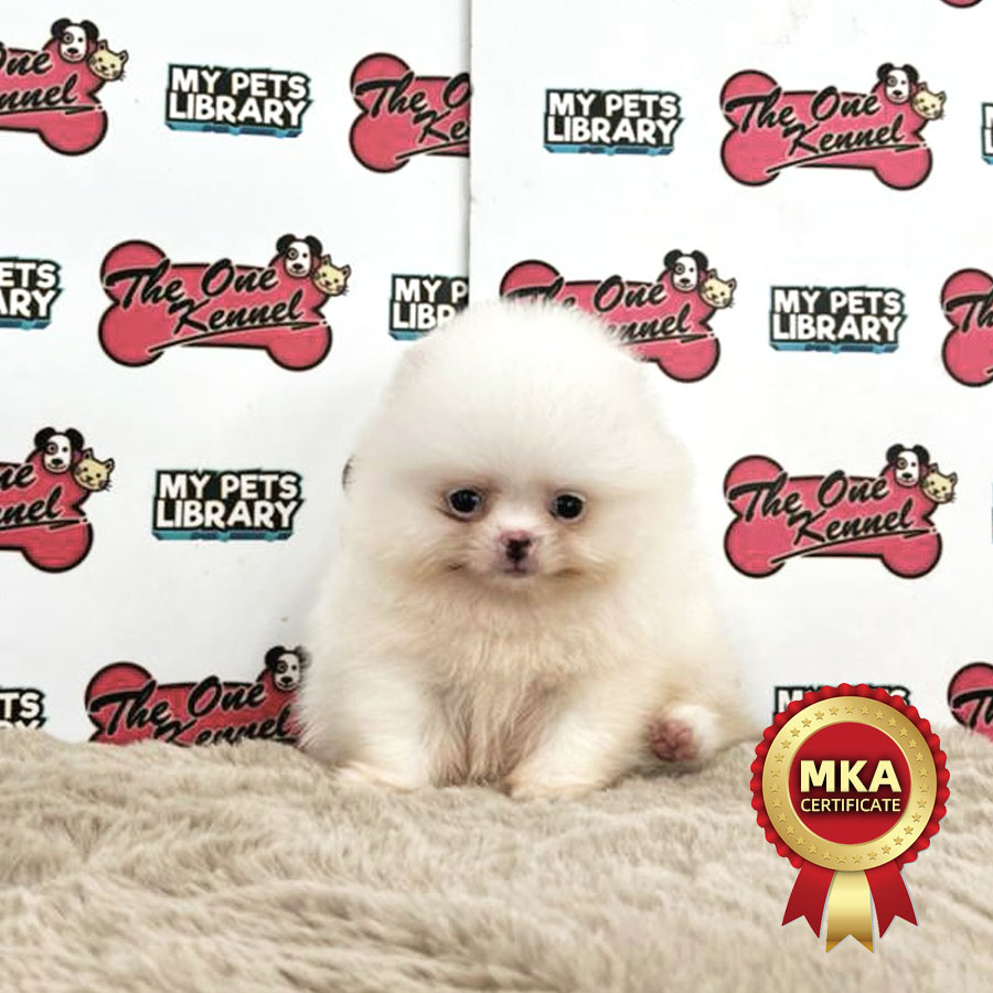 MKA Pomeranian Puppy (Female) For Sale