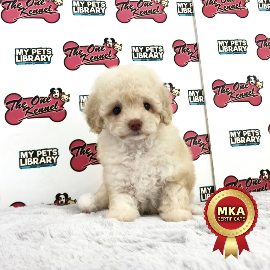 MKA Toy Poodle Puppy (Female) For Sale