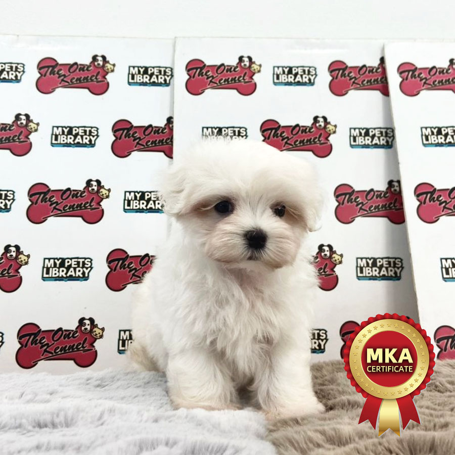 MKA Maltese Puppy (Male) For Sale