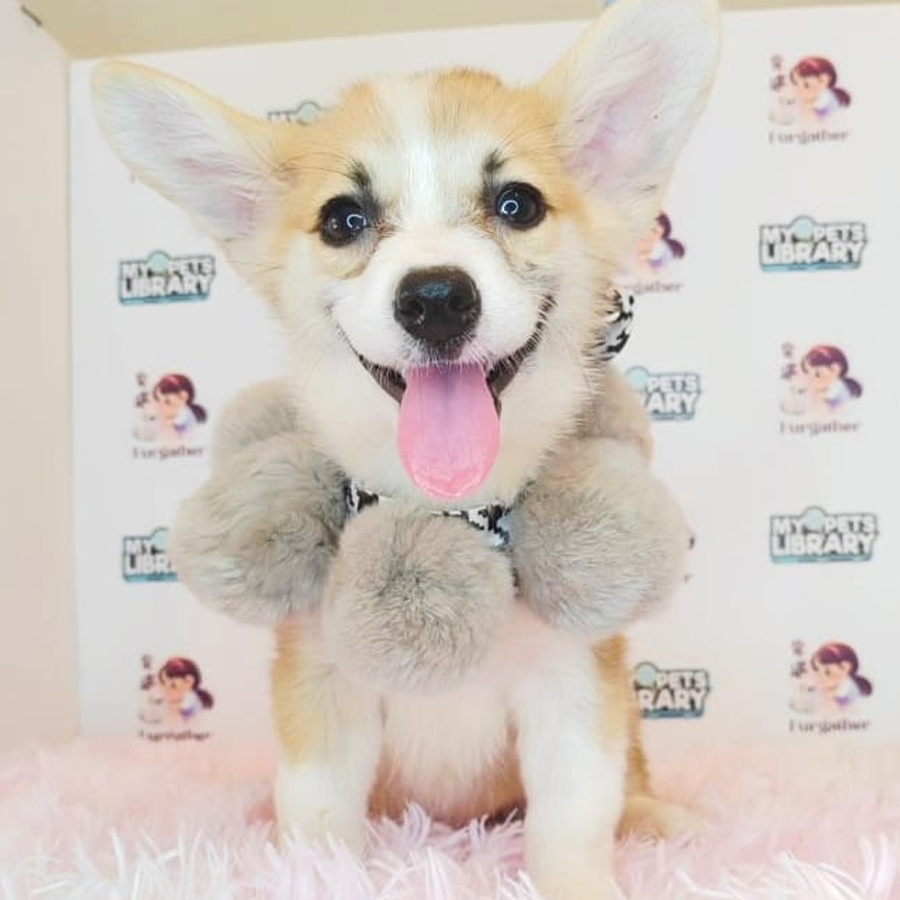 Welsh Corgi Puppy (Male) For Sale