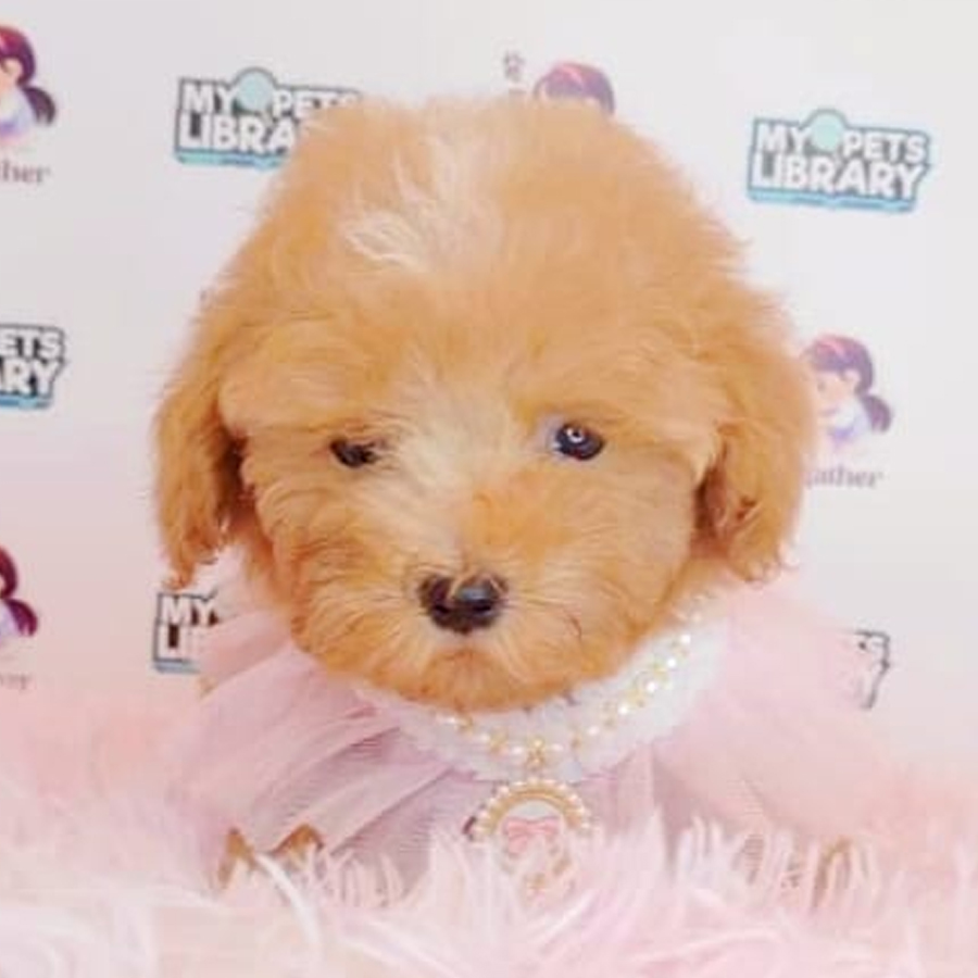 Tiny Poodle Puppy (Female) For Sale