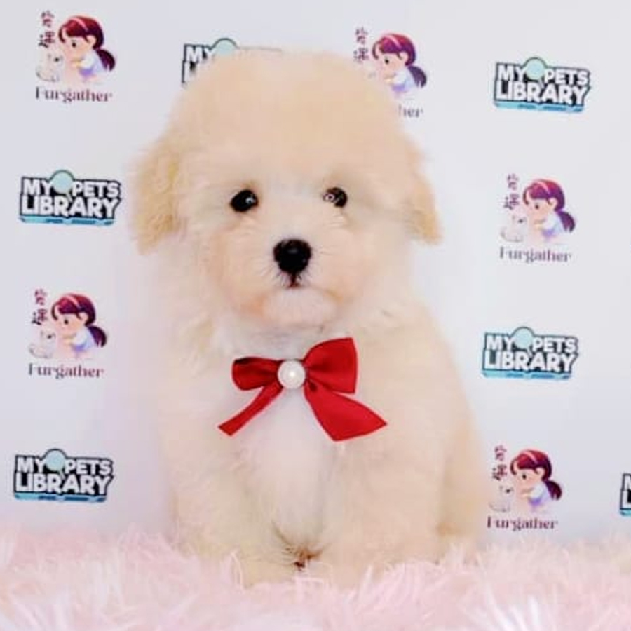 Toy Poodle Puppy (Male) For Sale