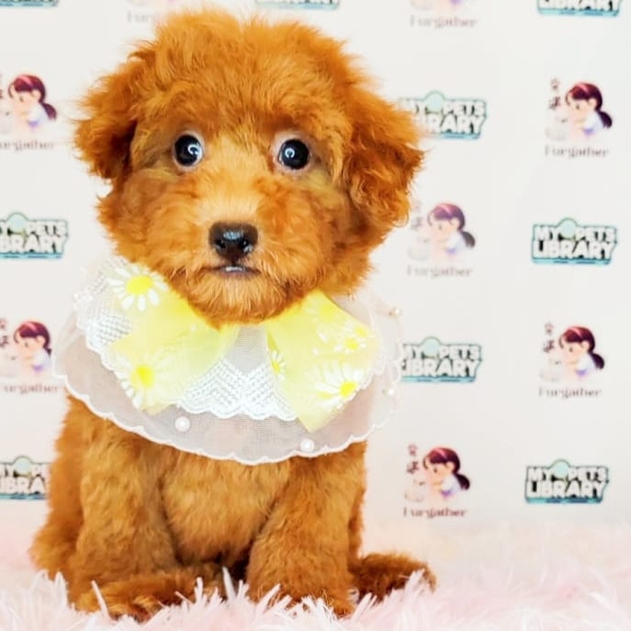 Toy Poodle Puppy (Female) For Sale