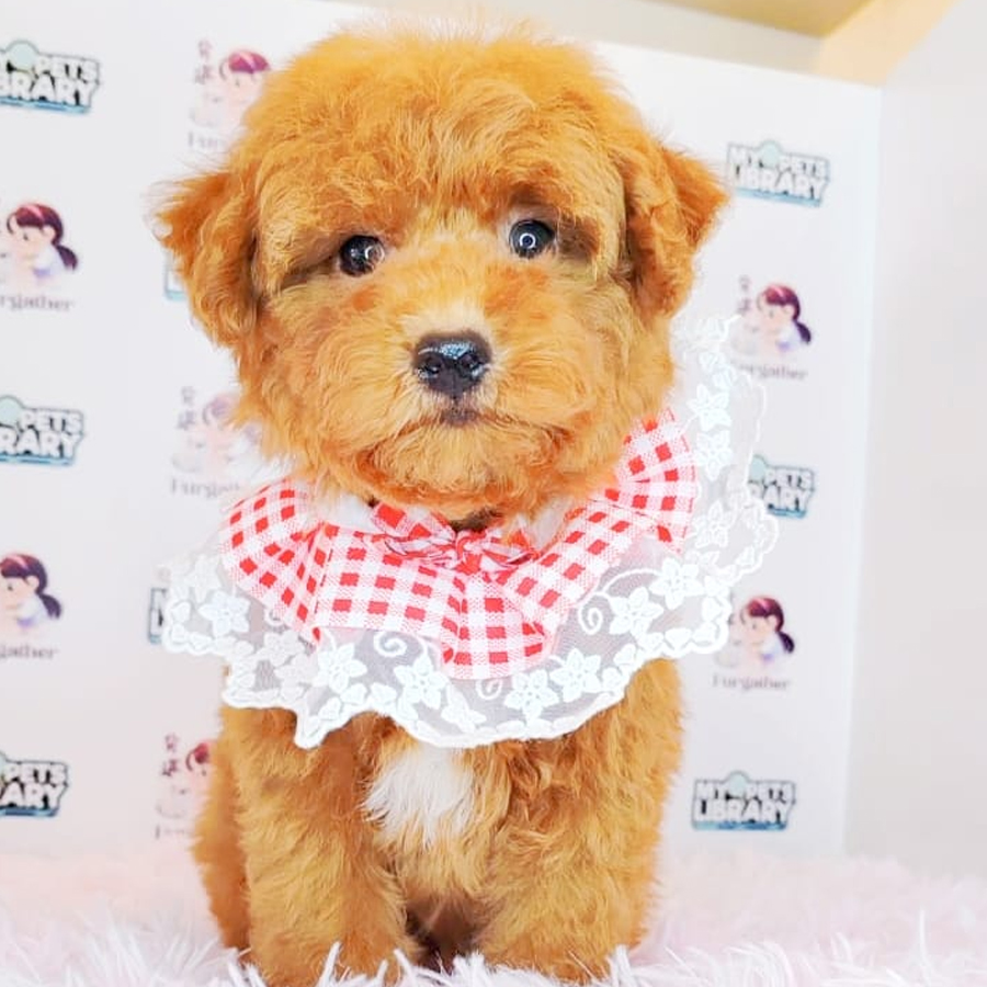 Toy Poodle Puppy (Female) For Sale