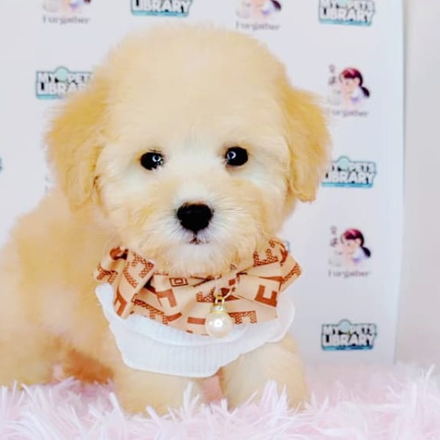 Maltipoo Puppy (Female) For Sale