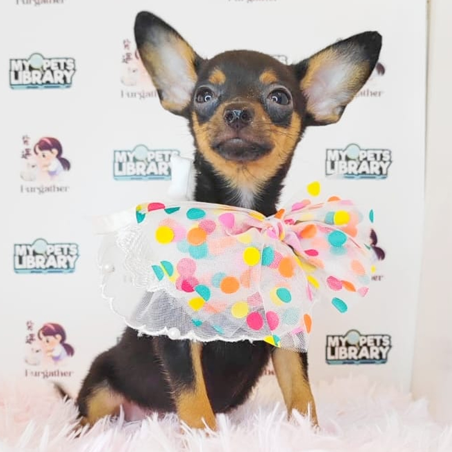Pinscher Puppy (Male) For Sale