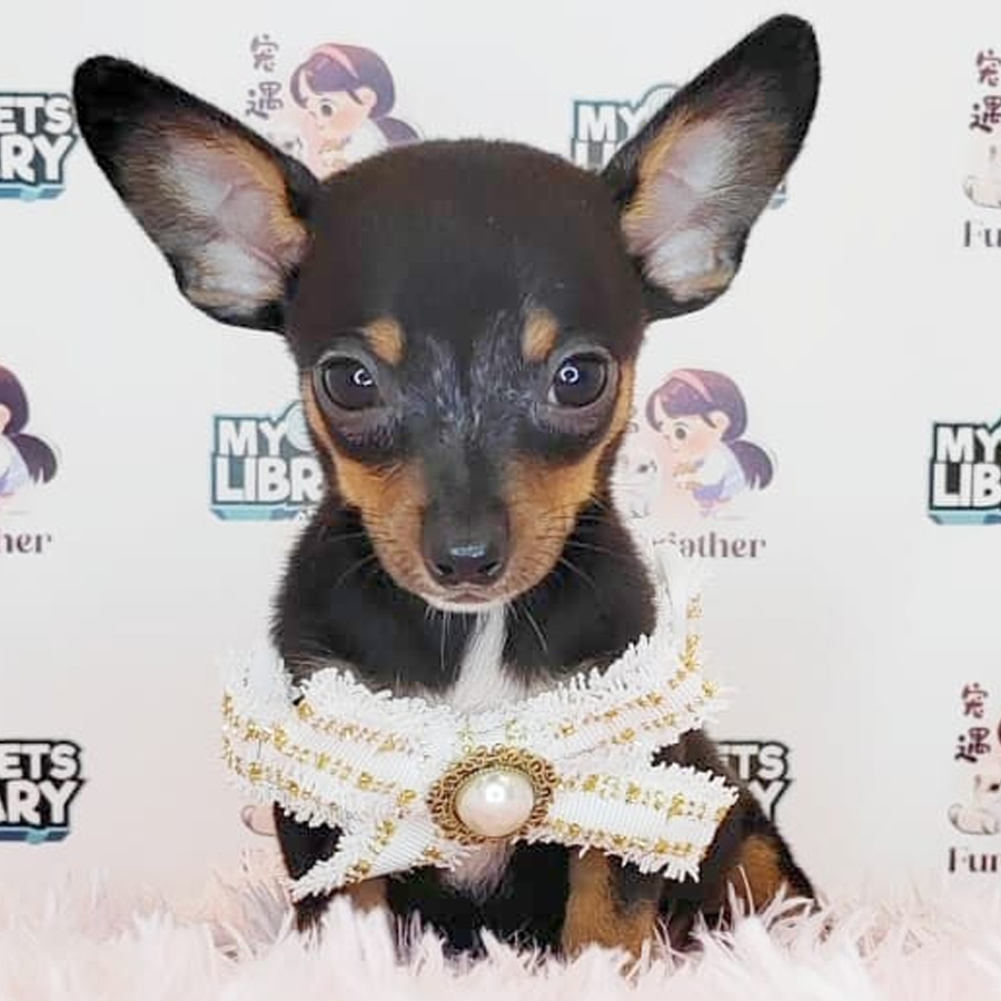 Pinscher Puppy (Female) For Sale