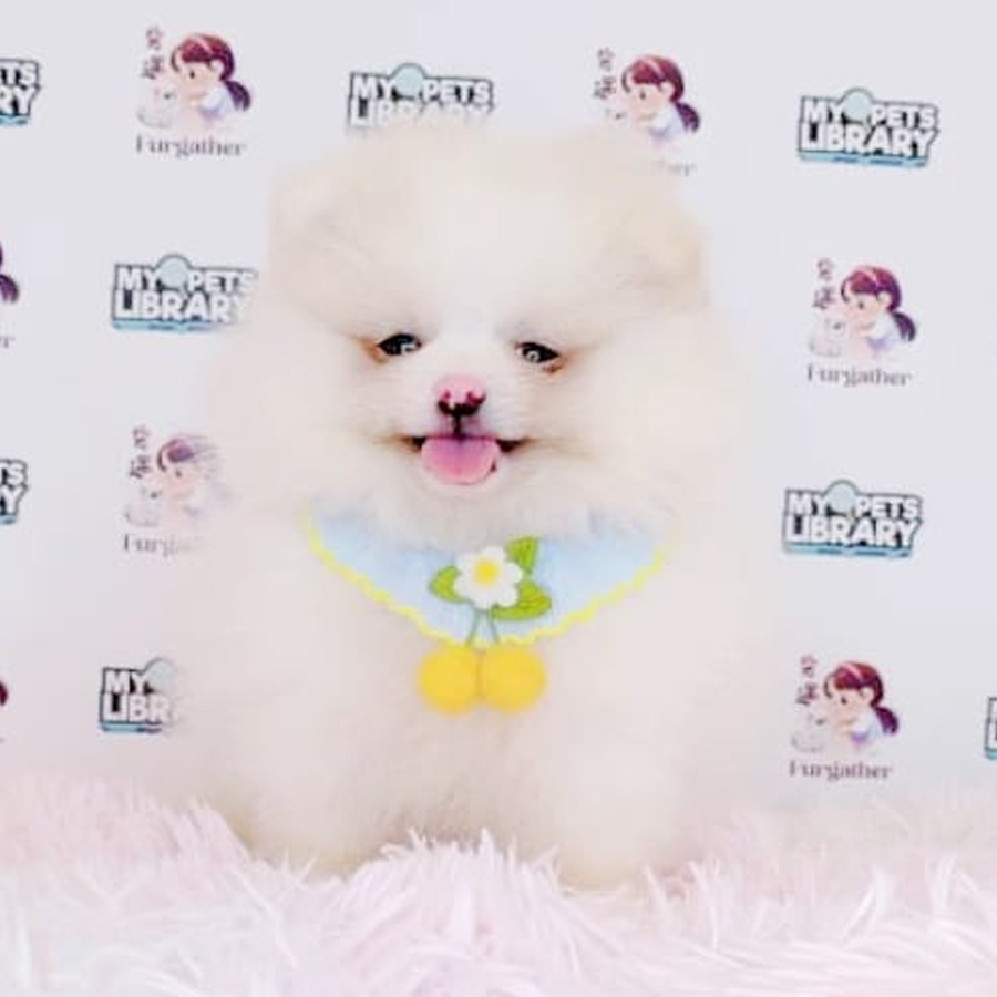 Tiny Pomeranian Puppy (Male) For Sale