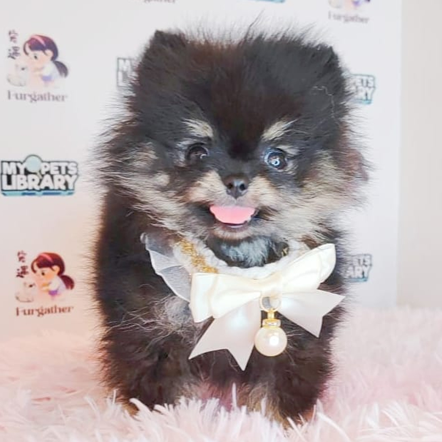 Tiny Pomeranian Puppy (Male) For Sale