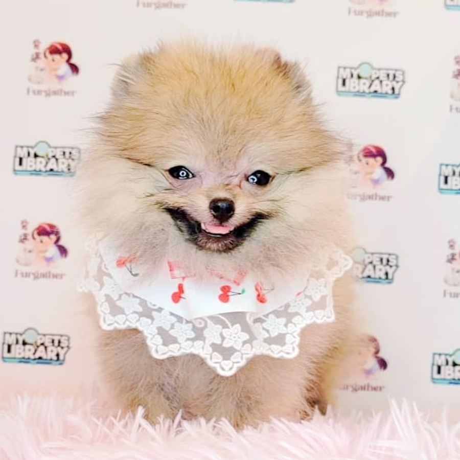 Tiny Pomeranian Puppy (Male) For Sale