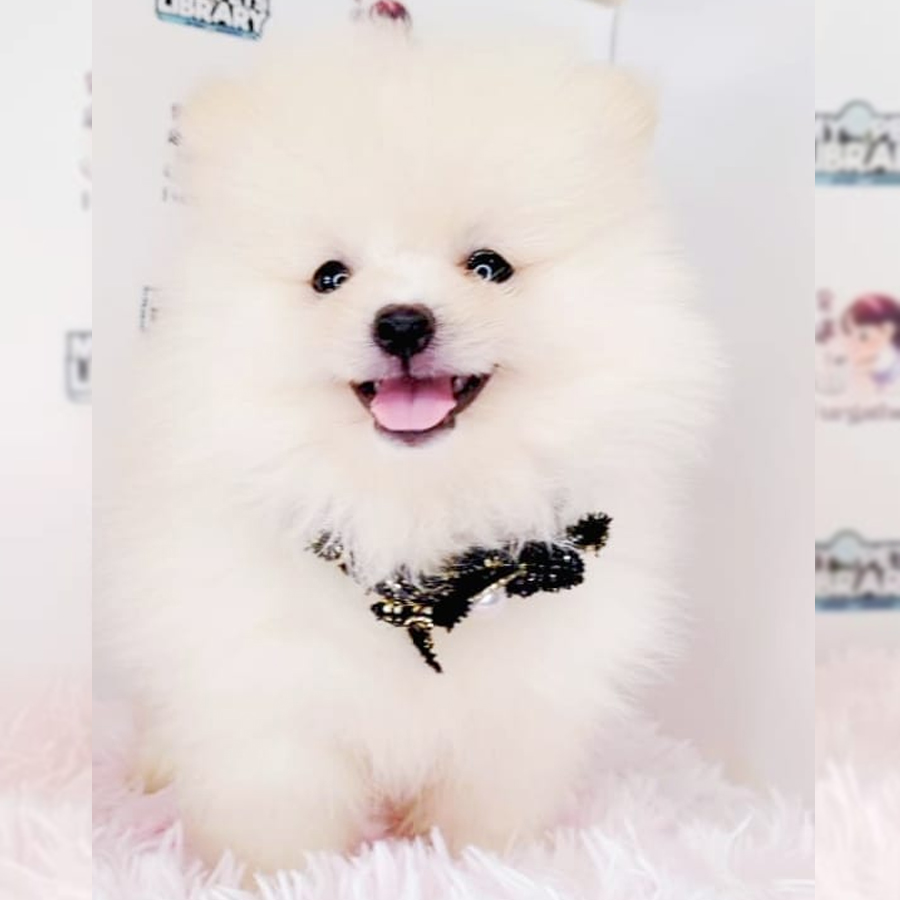 Tiny Pomeranian Puppy (Male) For Sale