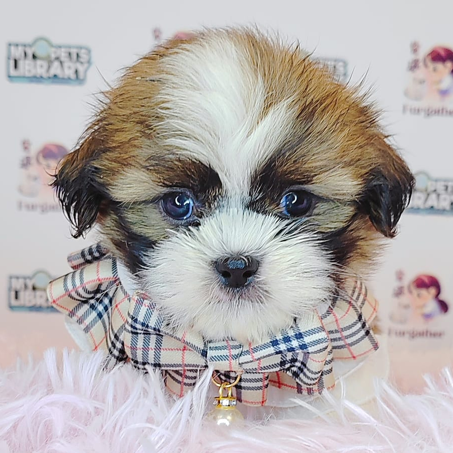 Shih Tzu Puppy (Male) For Sale