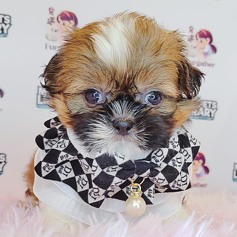 Shih Tzu Puppy (Male) For Sale