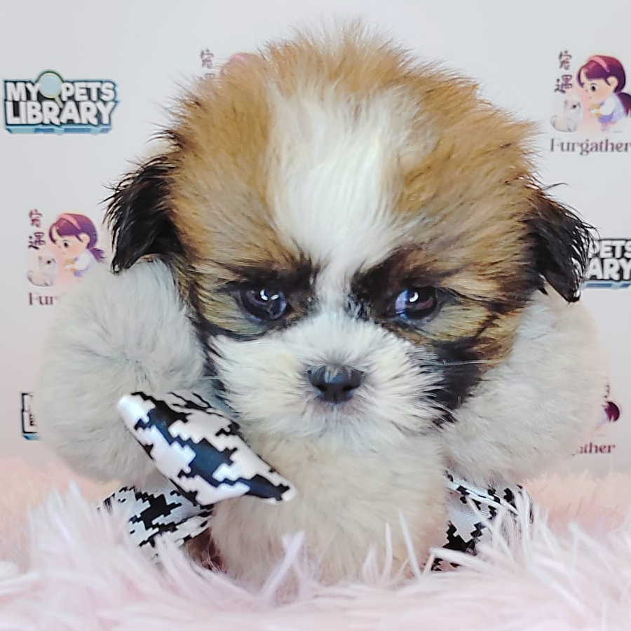 Shih Tzu Puppy (Male) For Sale