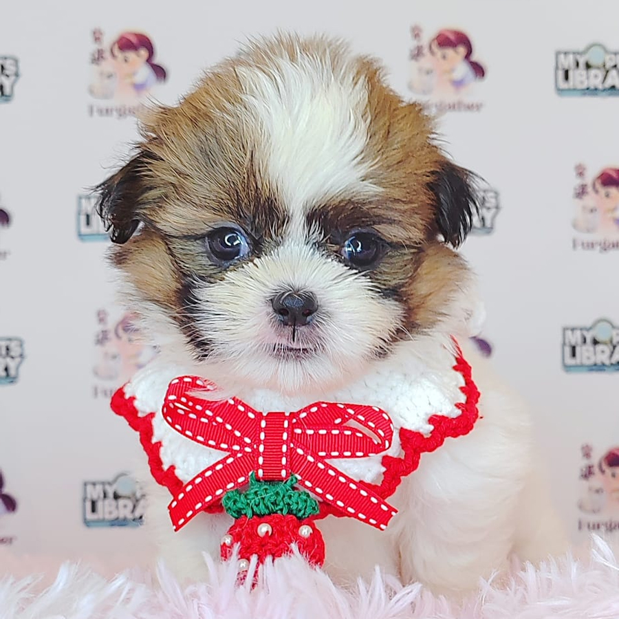 Shih Tzu Puppy (Male) For Sale