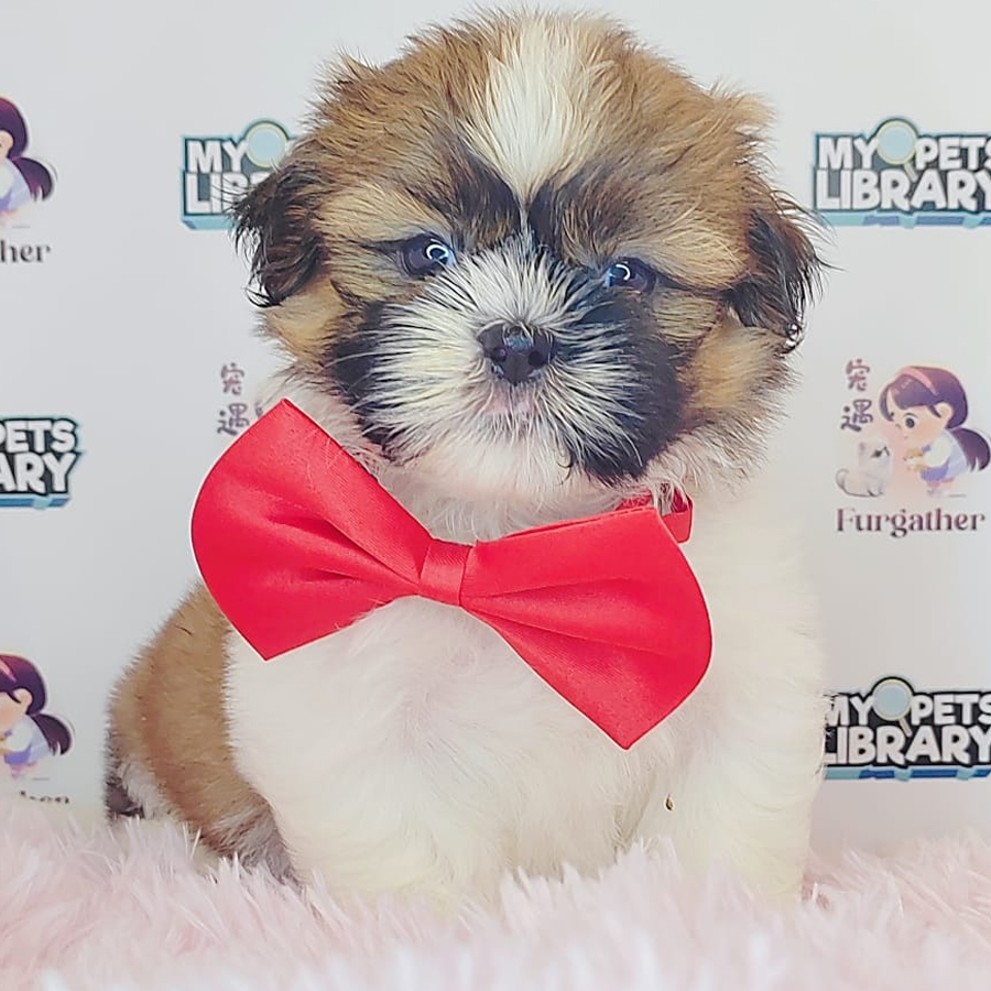 Shih Tzu Puppy (Female) For Sale