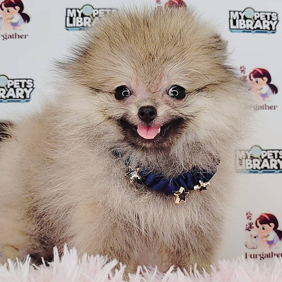 Pomeranian Puppy (Female) For Sale