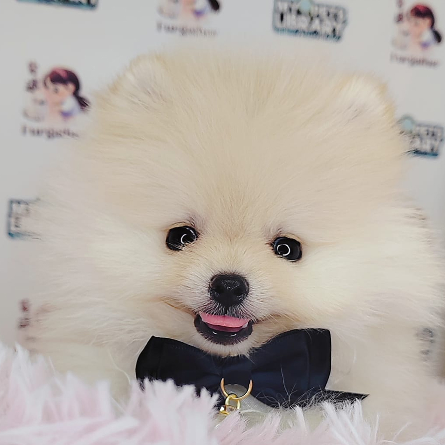 Pomeranian Puppy (Male) For Sale