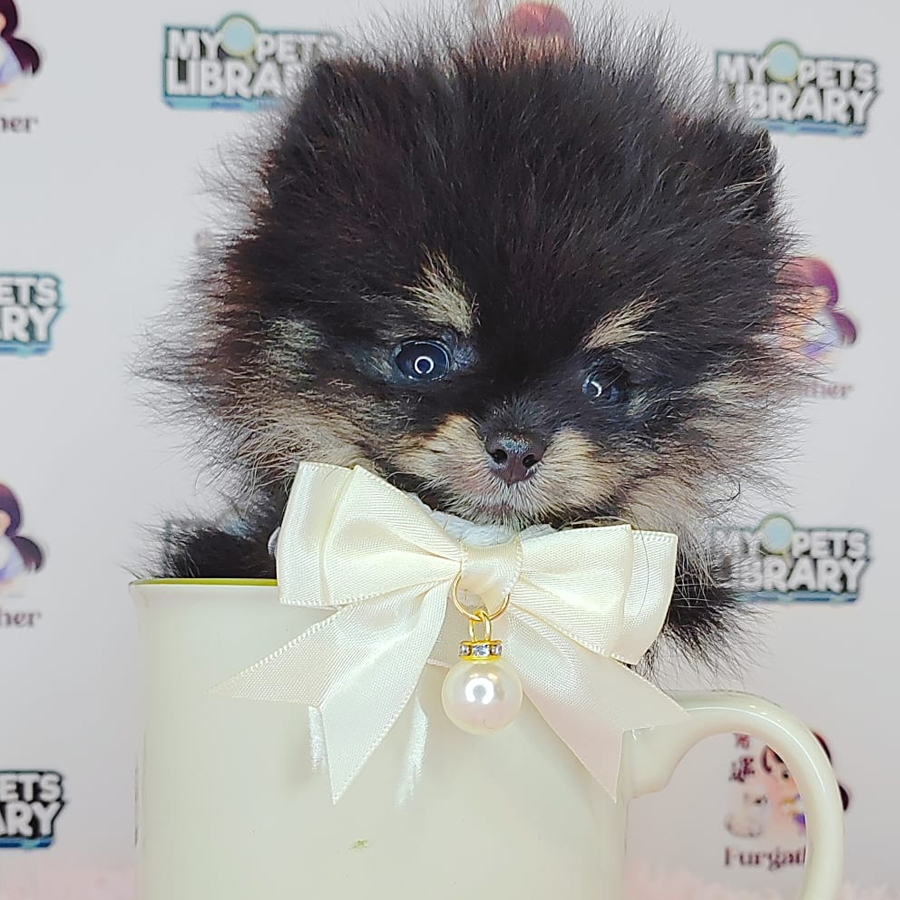 Teacup Pomeranian Puppy (Female) For Sale
