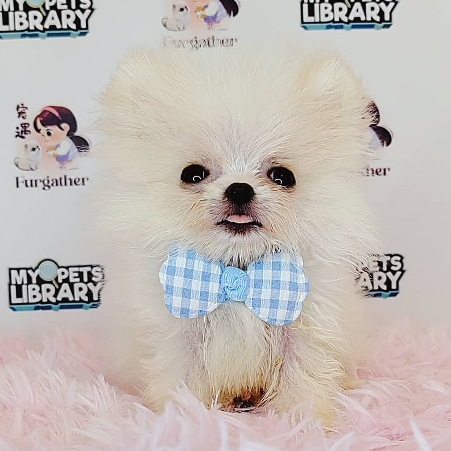 Teacup Pomeranian Puppy (Male) For Sale