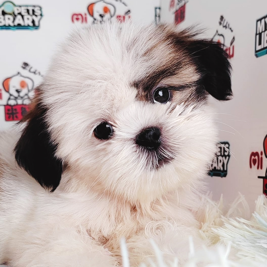 Shih Tzu Puppy (Female) For Sale