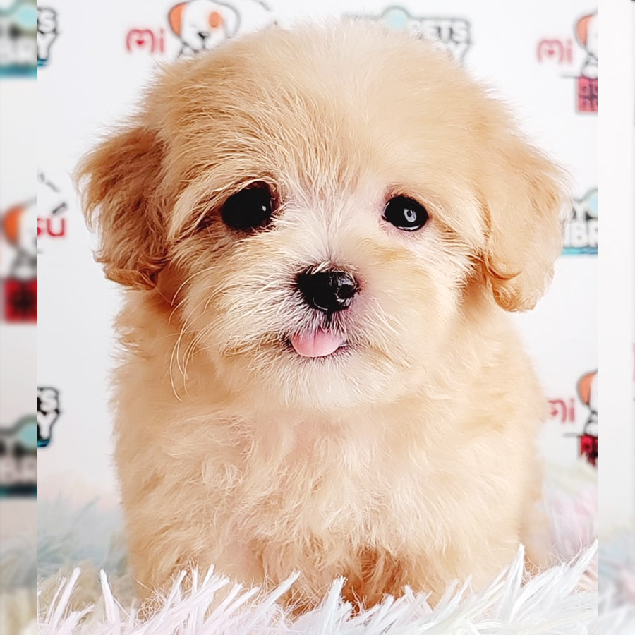 Toy Poodle Puppy (Female) For Sale