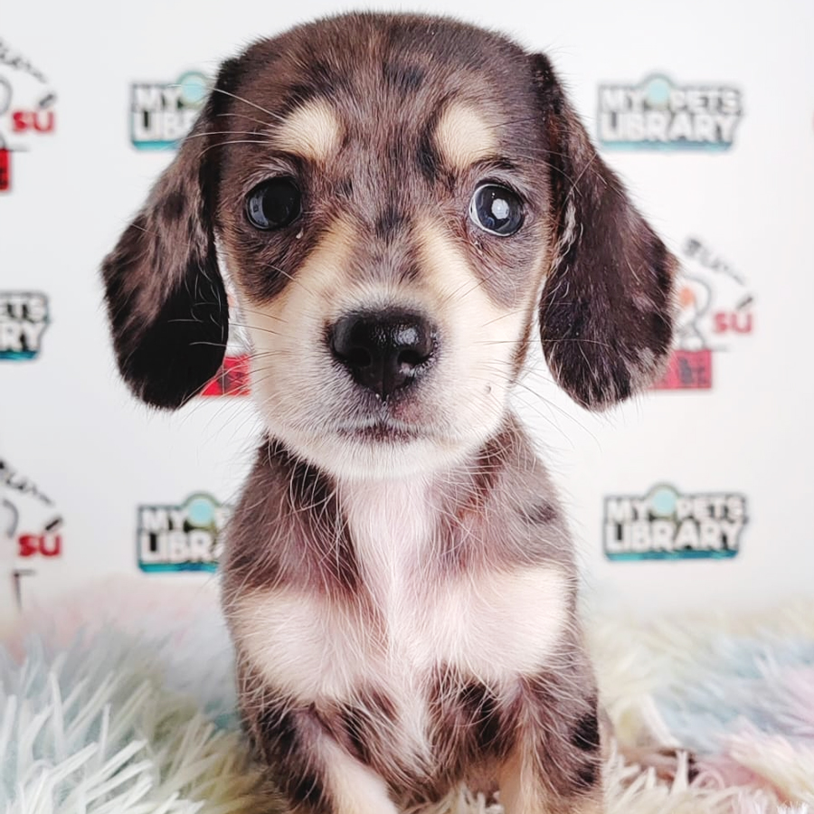 Miniatue Dachshund Puppy (Male) For Sale