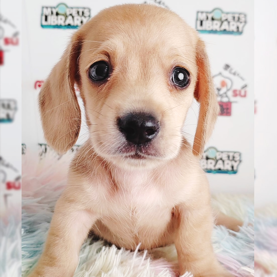 Miniatue Dachshund Puppy (Male) For Sale