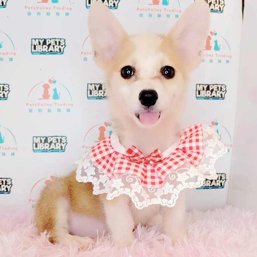 Welsh Corgi Puppy (Male) For Sale