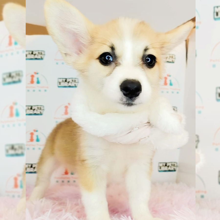 Welsh Corgi Puppy (Female) For Sale