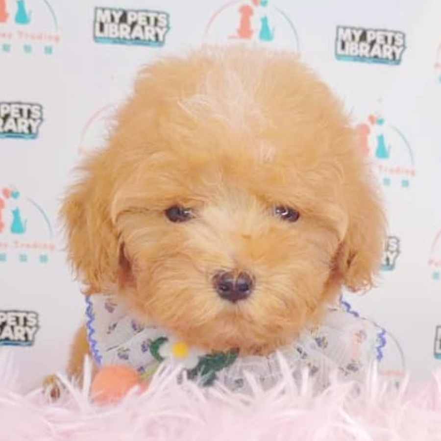 Tiny Poodle Puppy (Female) For Sale