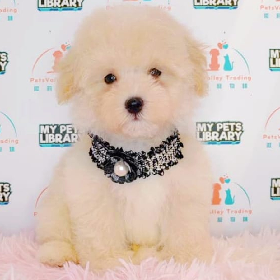 Toy Poodle Puppy (Female) For Sale