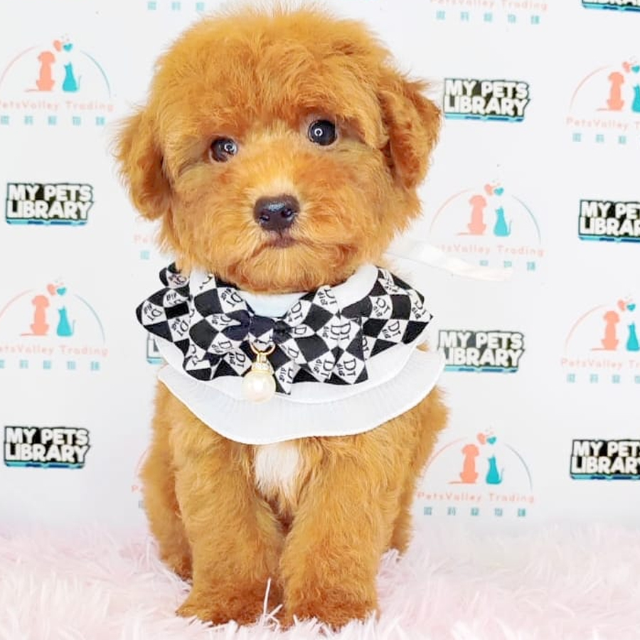 Toy Poodle Puppy (Female) For Sale