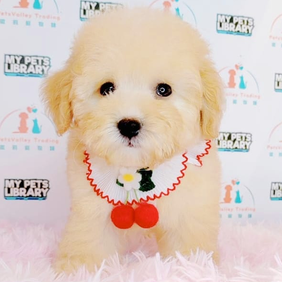 Maltipoo Puppy (Male) For Sale