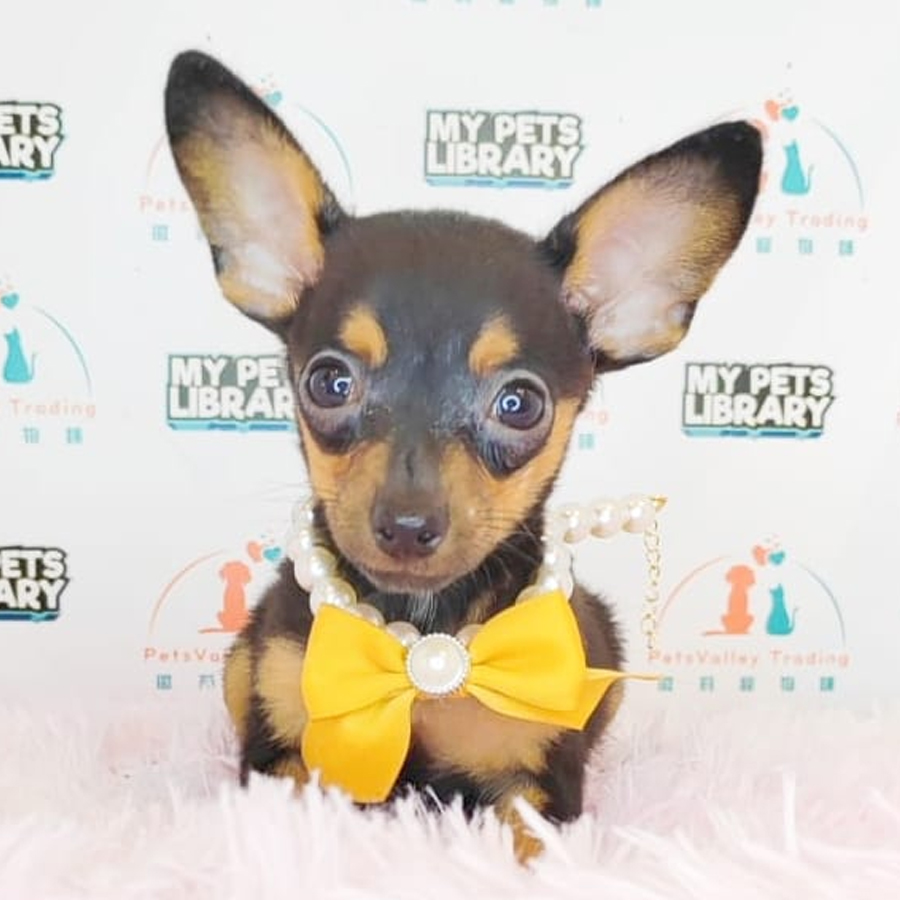 Pinscher Puppy (Female) For Sale