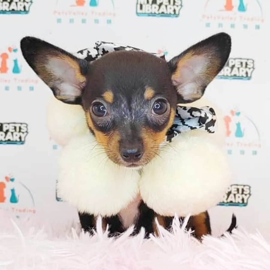 Pinscher Puppy (Male) For Sale