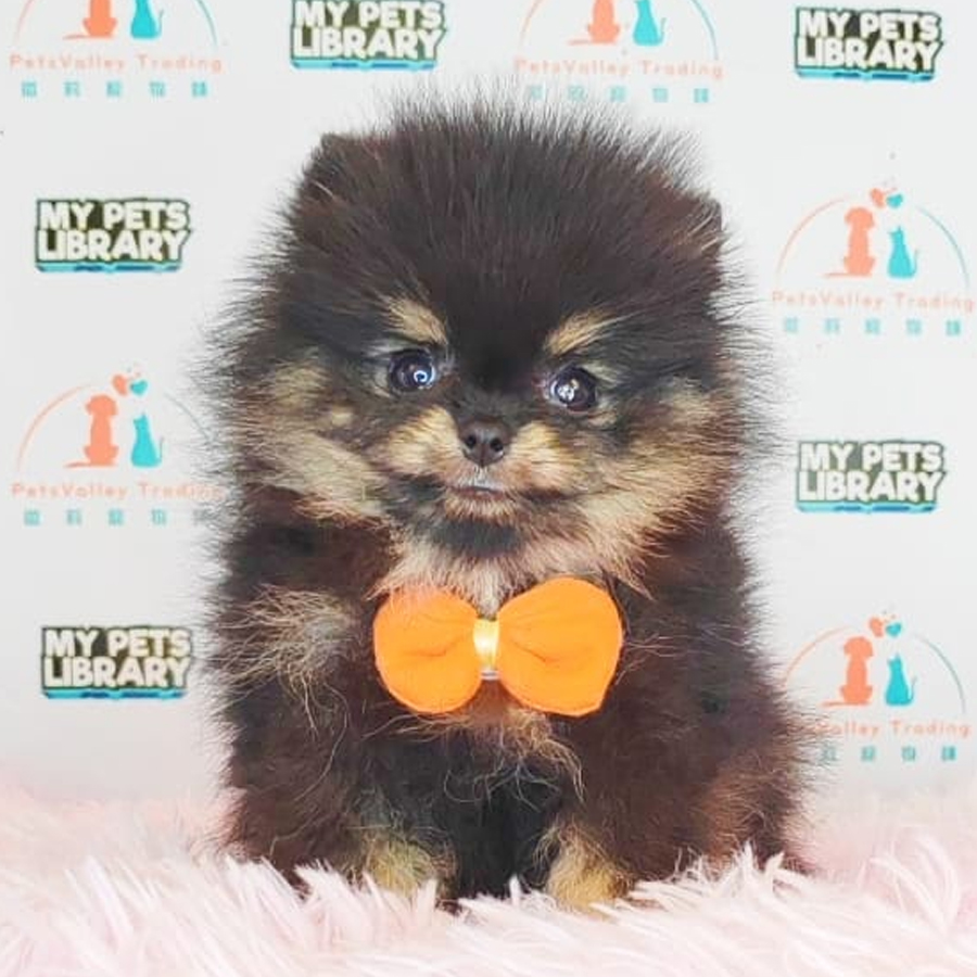 Pomeranian Puppy (Female) For Sale