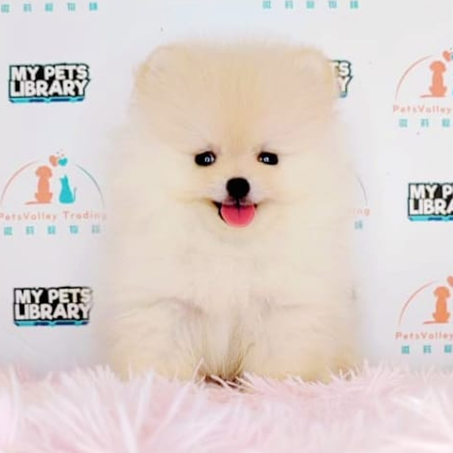 Pomeranian Puppy (Male) For Sale
