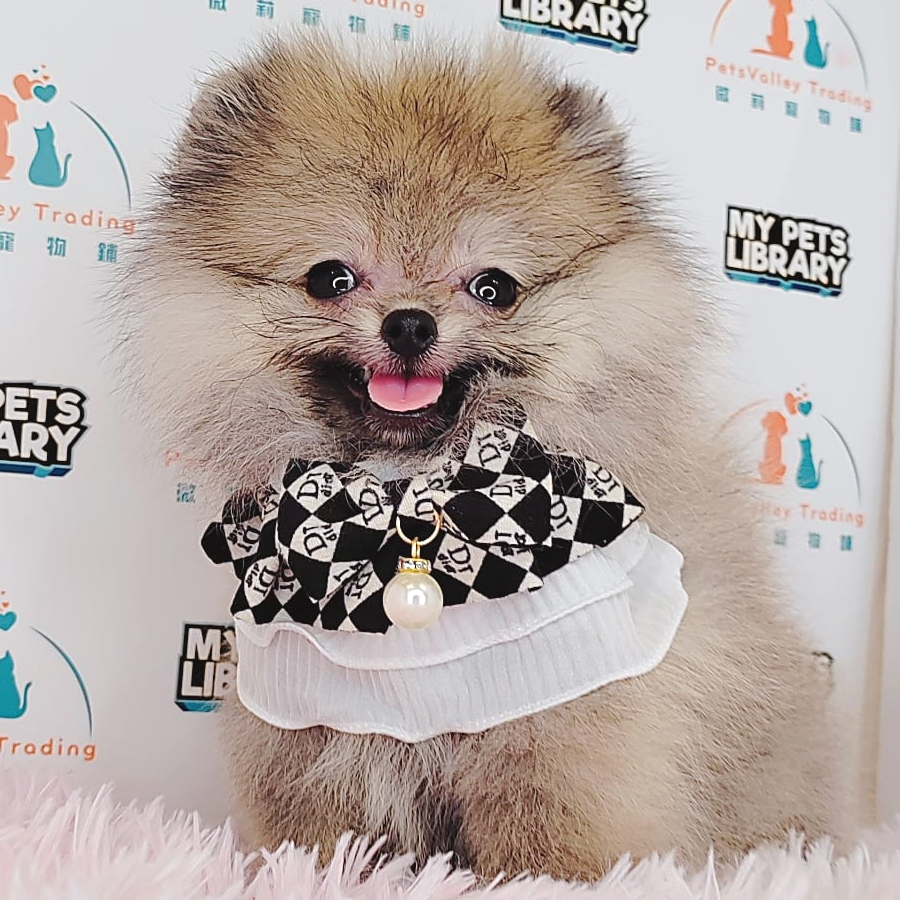 Pomeranian Puppy (Male) For Sale
