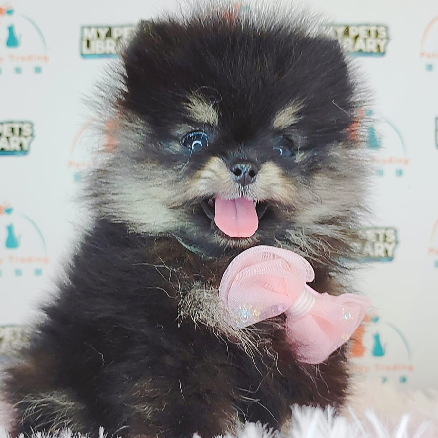 Pomeranian Puppy (Female) For Sale