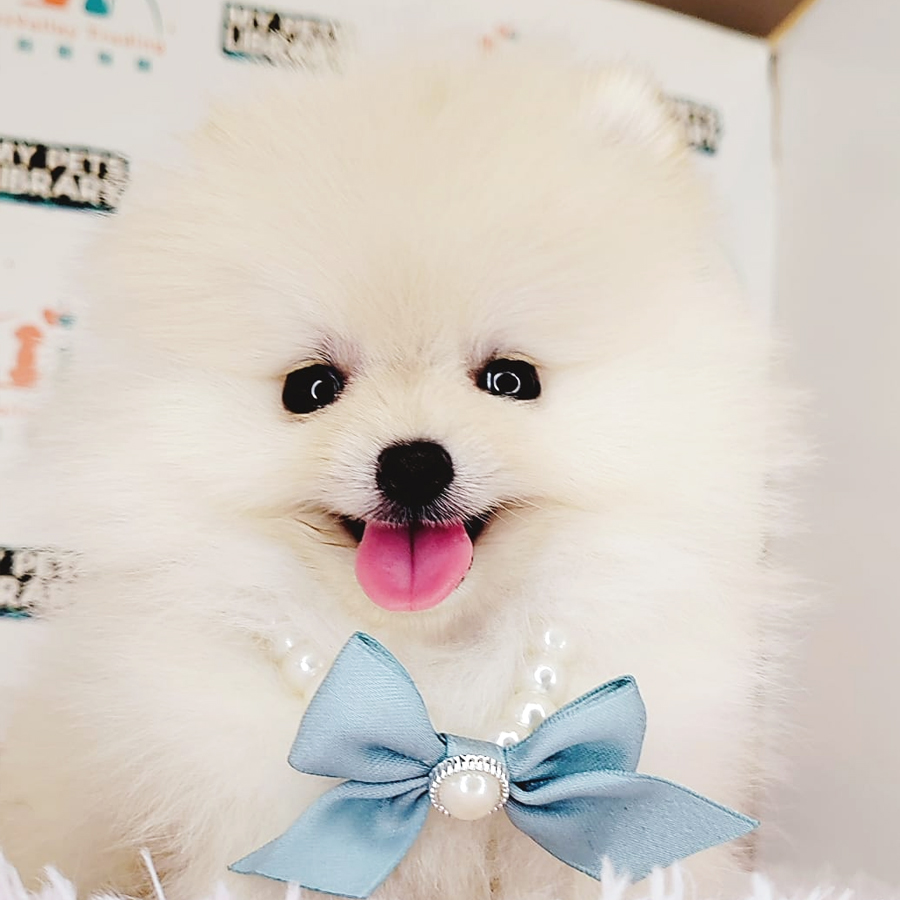 Pomeranian Puppy (Female) For Sale