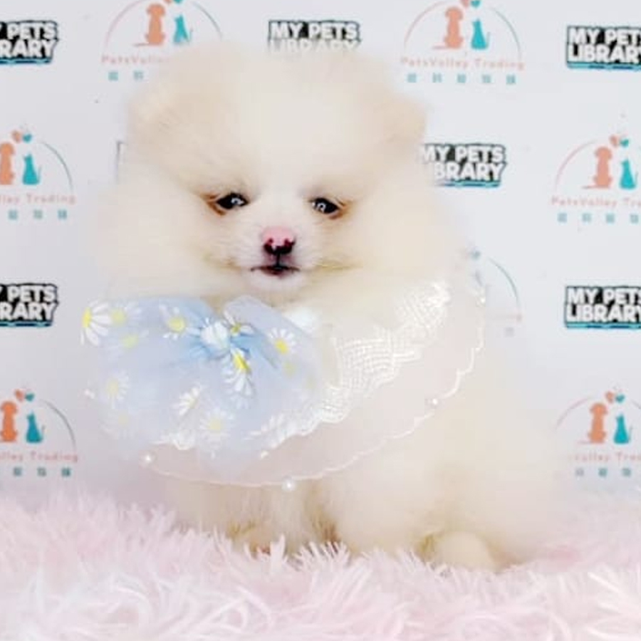 Tiny Pomeranian Puppy (Female) For Sale