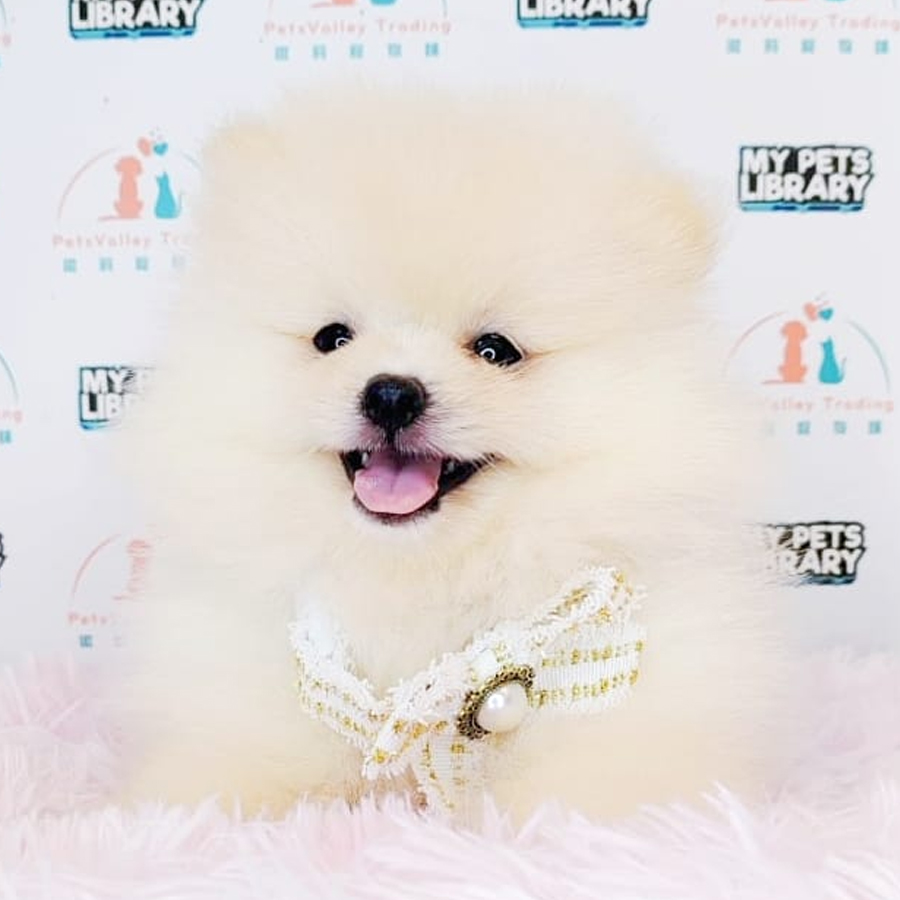 Tiny Pomeranian Puppy (Female) For Sale