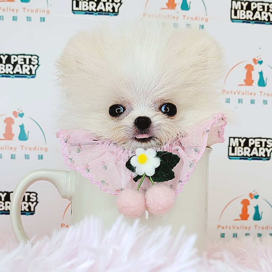Teacup Pomeranian Puppy (Male) For Sale
